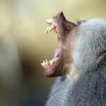 Выяснилось, как у млекопитающих появились сложные зубы