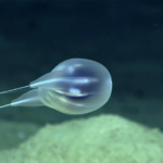 Открыт новый вид глубоководных существ