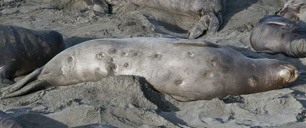 Этой самке морского слона сильно не повезло стать жертвой атаки бразильской светящейся акулы