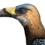 Найдена древняя крошечная птица, похожая на тукана