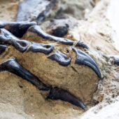Фрагмент скелета тираннозавра, выставленного в музее