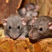 Поврежденный глазной нерв крысы удалось заставить регенерировать