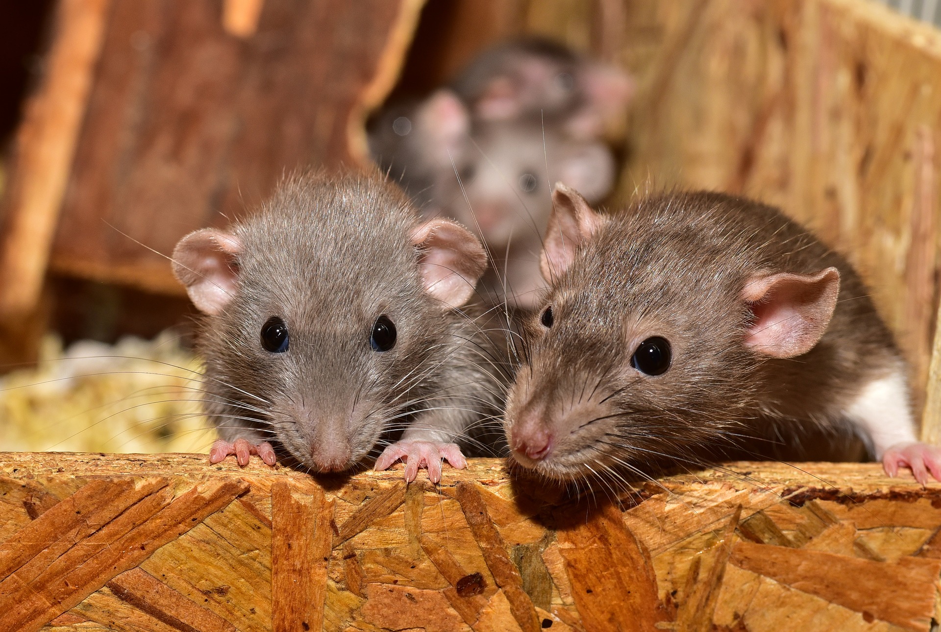 Поврежденный глазной нерв крысы удалось заставить регенерировать