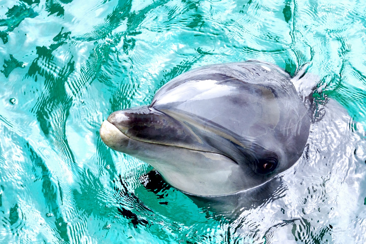 Дельфины оказались способны контролировать свое сердцебиение