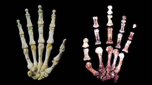 Анатомия кисти неандертальцев затрудняла точные манипуляции с небольшими орудиями