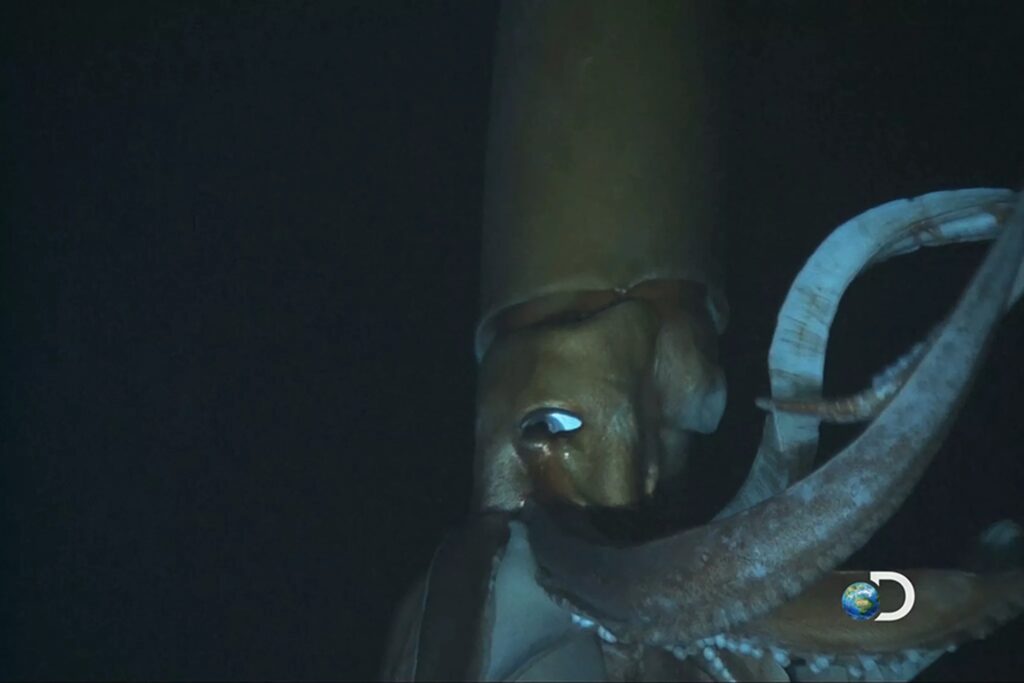 Первая в истории съемка гигантского кальмара в естественной среде обитания