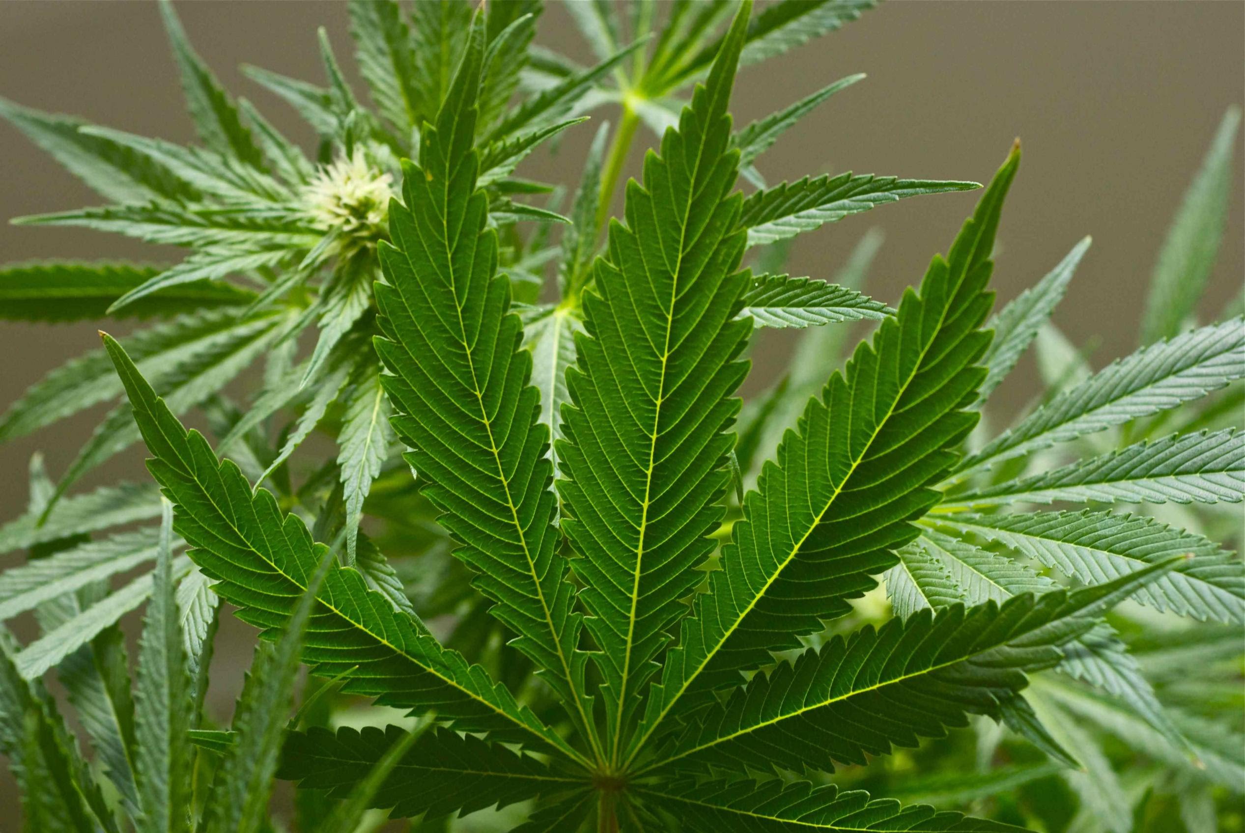 Bbc наркотики марихуана как правильно выращивать семена конопли