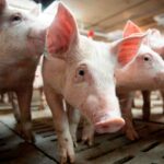 В Канаде зафиксирован случай инфицирования человека редким штаммом свиного гриппа