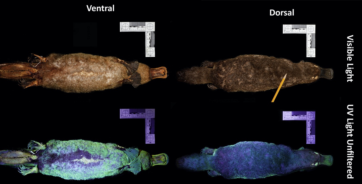 Утконосы оказались способны светиться в темноте