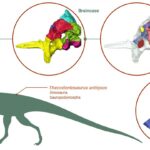 Предки растительноядных динозавров, вероятно, были всеядными