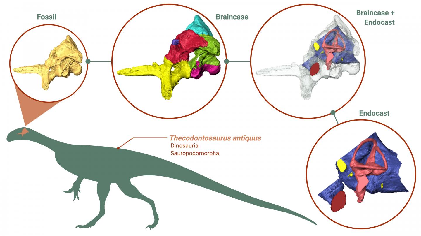 Предки растительноядных динозавров, вероятно, были всеядными