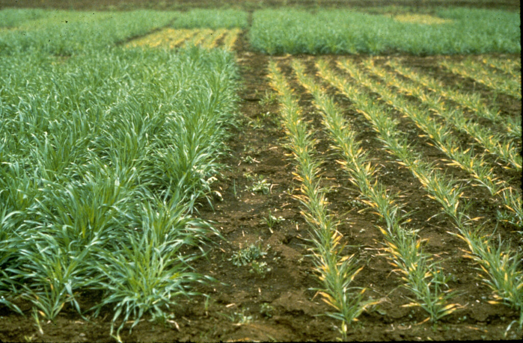 С одной стороны мы видим растения в бедной фосфором почве, а с другой — растения того же вида, но после вноса фосфорных удобрений / ©Patrick Wall/CIMMYT.