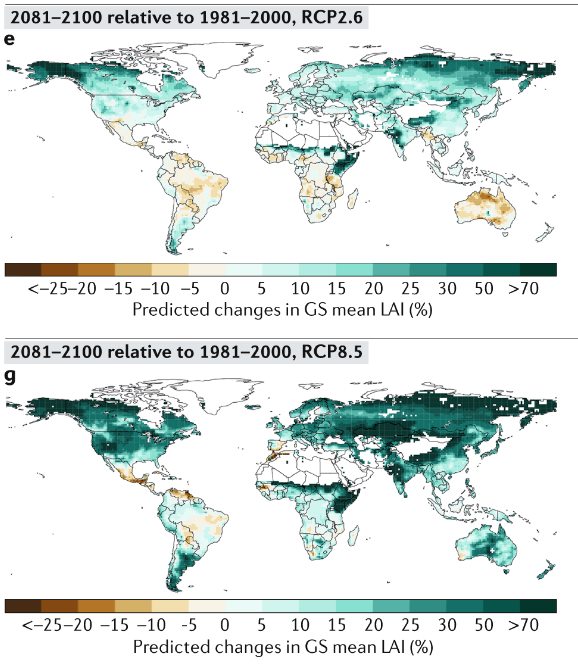 Если требования Греты Тунберг будут выполнены (сценарий RCP2.6, сокращение выбросов СО2 с 2020-х), то средняя площадь листьев на планете (LAI) к 2081-2100 годам вырастет так, как на верхней карте. Если же выбросы СО2 продолжат расти (сценарий RCP8.5) — то так, как на нижней. Легко видеть, что сценарий сокращения выбросов СО2 означает серьезный удар по земной растительности. То есть борьба веганов за снижение выбросов означает борьбу с земной растительностью / ©Nature