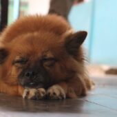 Режим сна здоровых собак связан с активностью хозяев / ©Efretz Lorent