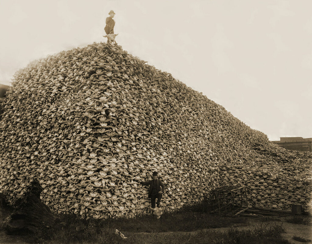 1892 год, гора бизоньих черепов ожидает отправки на перемалывание (из них делали удобрения). Массовое уничтожение бизонов в XIX веке было предпринято белыми американцами чтобы подорвать экономику индейских племен / ©Wikimedia Commons