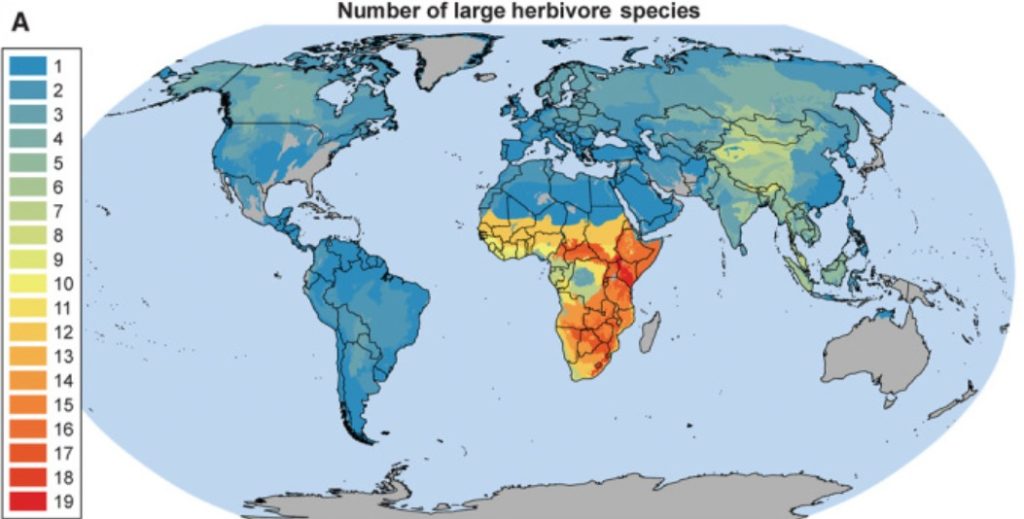 Число видов крупных травоядных по разным континентам Земли. Хорошо видно, что больше всего их в Африке, а меньше всего – в Австралии (инвазивные виды не идут в зачет). Без скота очень сложно добиться равномерного возврата фосфора из растений обратно в почву / ©Science
