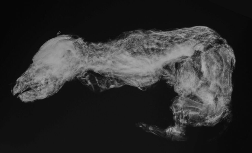 Рентгеновский снимок найденного волчонка