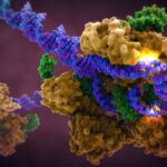 Ученые Сколтеха описали новые нуклеазы, которые помогут создать перспективный инструмент для редактирования генома