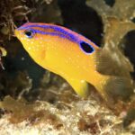 Тропические рыбки-«садоводы» одомашнили морских рачков ради удобрения