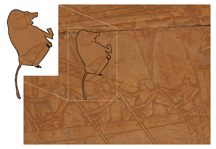 Детали рельефов со стен погребального храма царицы Хатшепсут в Дейр-эль-Бахри / ©Натаниэль Дж.Домини