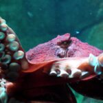 Биологи обнаружили, что осьминоги «шлепают» рыб