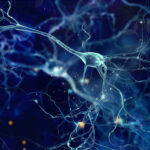 Биофизики прояснили процесс переноса глутамата в нервной системе, использовав рентген и молекулярное моделирование