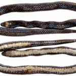 Американские биологи открыли новый вид роющих змей