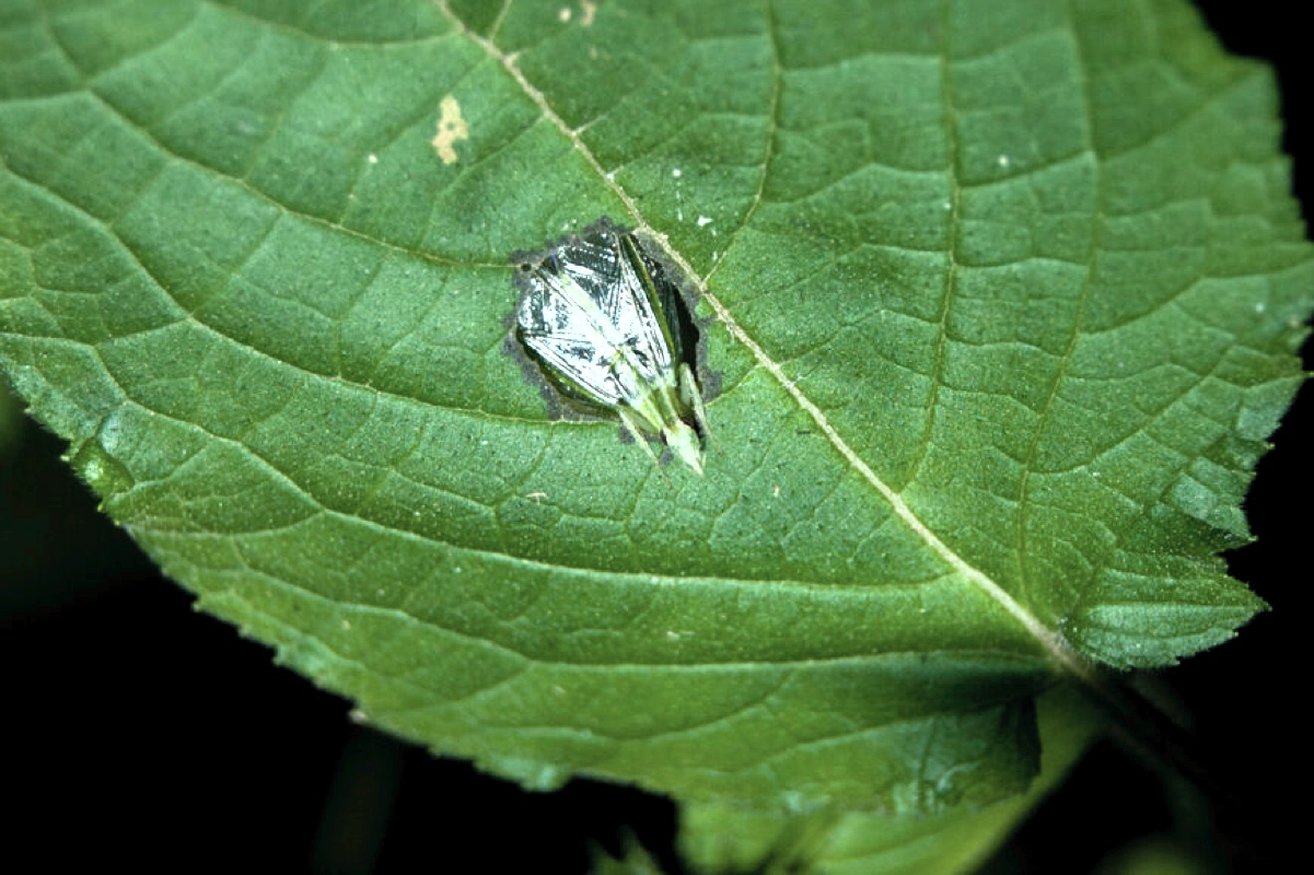 «Усилители» из листьев позволяют мелким сверчкам стрекотать и размножаться не хуже крупных
