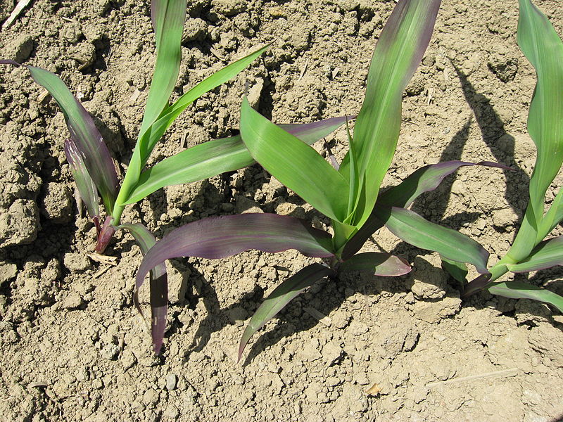 Это – кукуруза, просто она выросла на фосфородефицитной земле, и оттого выглядит не лучшим образом / ©William Rippley