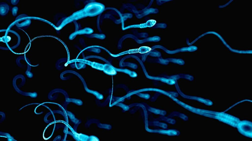 Сперматозоиды / ©fishki