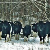 Одичавшие коровы Чернобыльской зоны отчуждения организовали стадо и ведут себя как дикие предки
