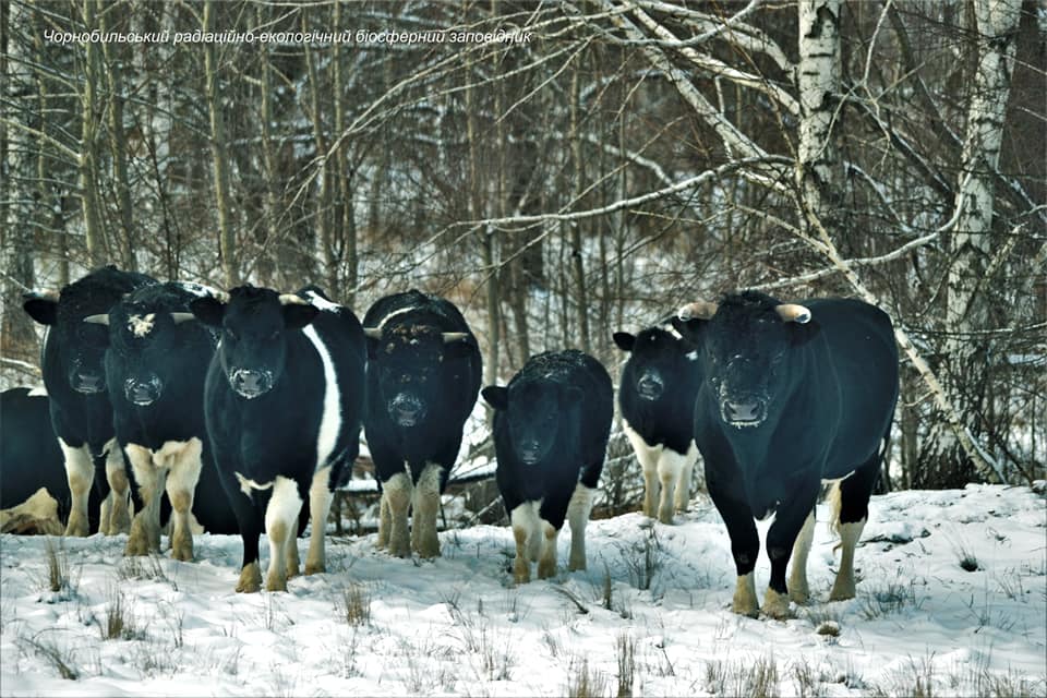 Одичавшие коровы Чернобыльской зоны отчуждения организовали стадо и ведут себя как дикие предки