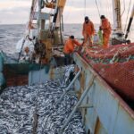 Ученые выяснили, что более 500 морских видов животных могут расширить российский промысел