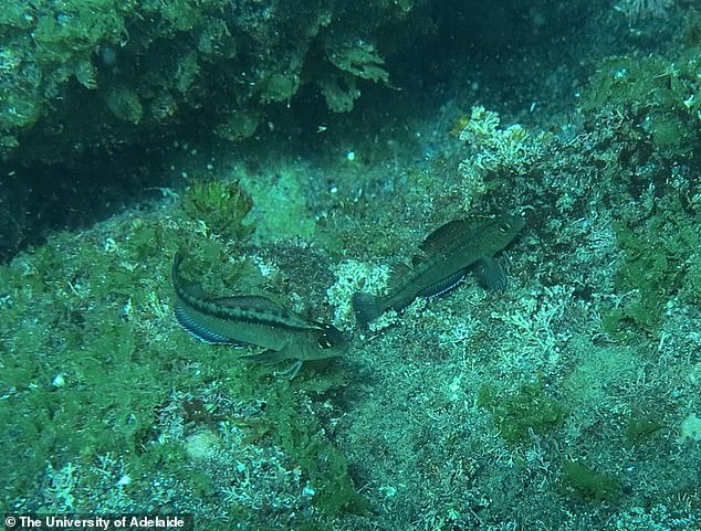 Размер половых органов рыб оказался связан с закислением океана / ©Университет Аделаиды