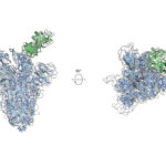 Разработано универсальное антитело, способное защитить человека от вируса SARS-CoV-2, большинства его «родственников» и их возможных мутаций