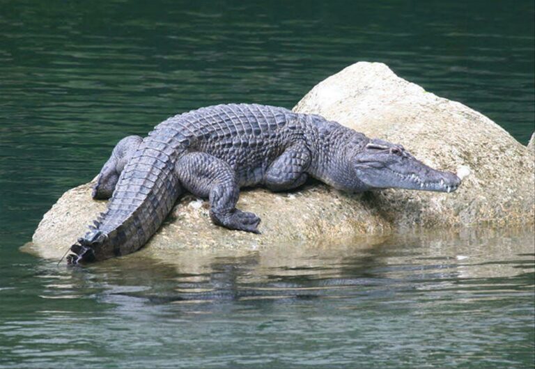 Филиппинский крокодил — один из видов крокодилов, живущих сегодня / ©Wikimedia