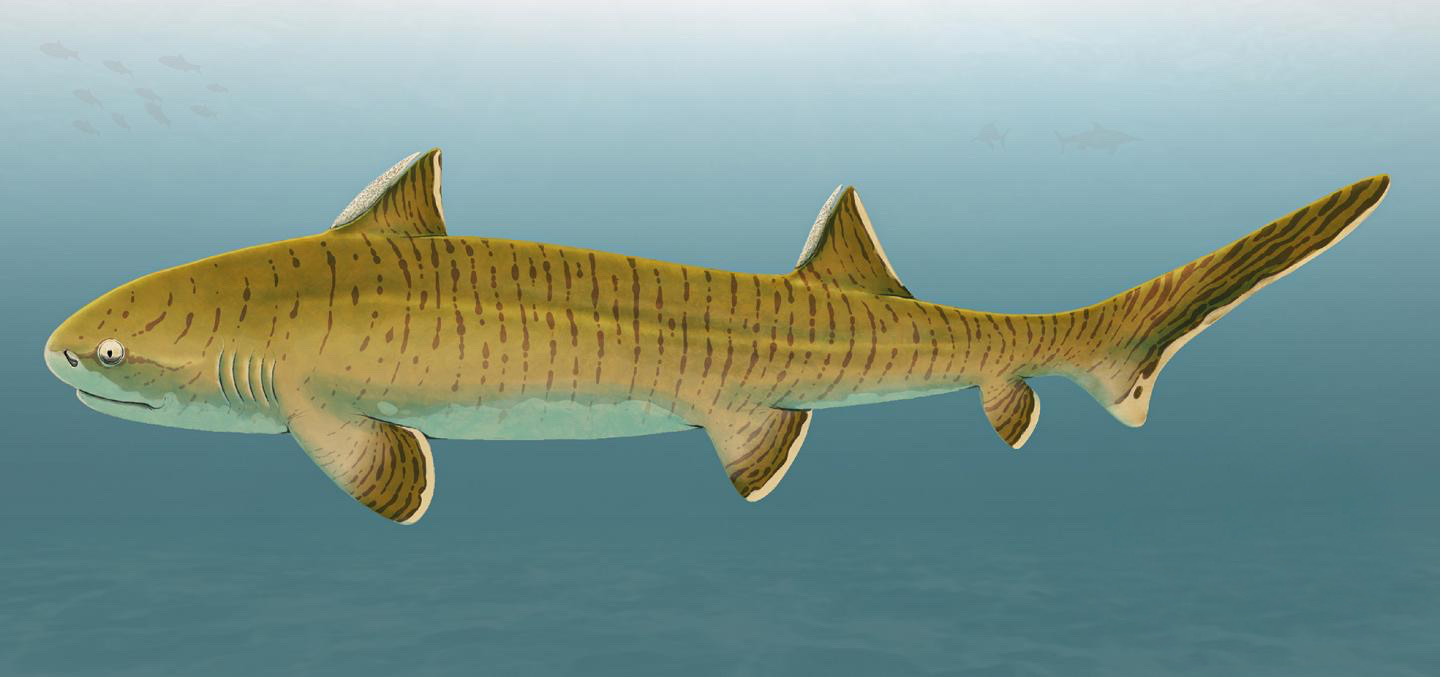 Определена длина тела одной из самых крупных акул юрского периода