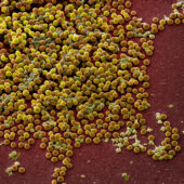 ГМО-бактерии научили производить вдесятеро больше антибиотика против стафилококка