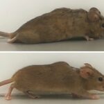 «Дизайнерский» белок помог парализованным мышам начать ходить