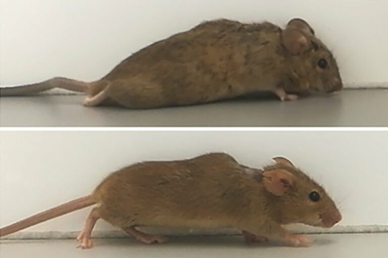 Через две-три недели после введения «дизайнерского» белка парализованные мыши начали ходить / ©Рурский университет