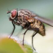 Комнатная муха / ©Paul Farnfield / Alamy