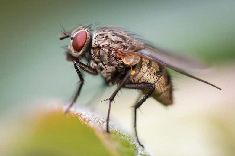 Вырастет ли у мухи крыло (или иногда лапки), если я их оторву?