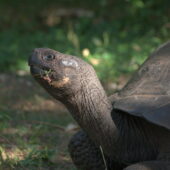 Слоновая черепаха с Галапагосских островов / ©Александр Форрян