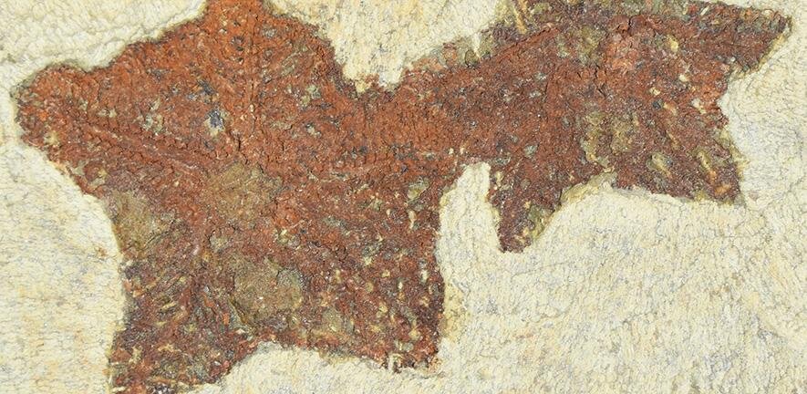 Окаменелость древнего животного, похожего на морскую звезду / ©коллекция Йельского университета