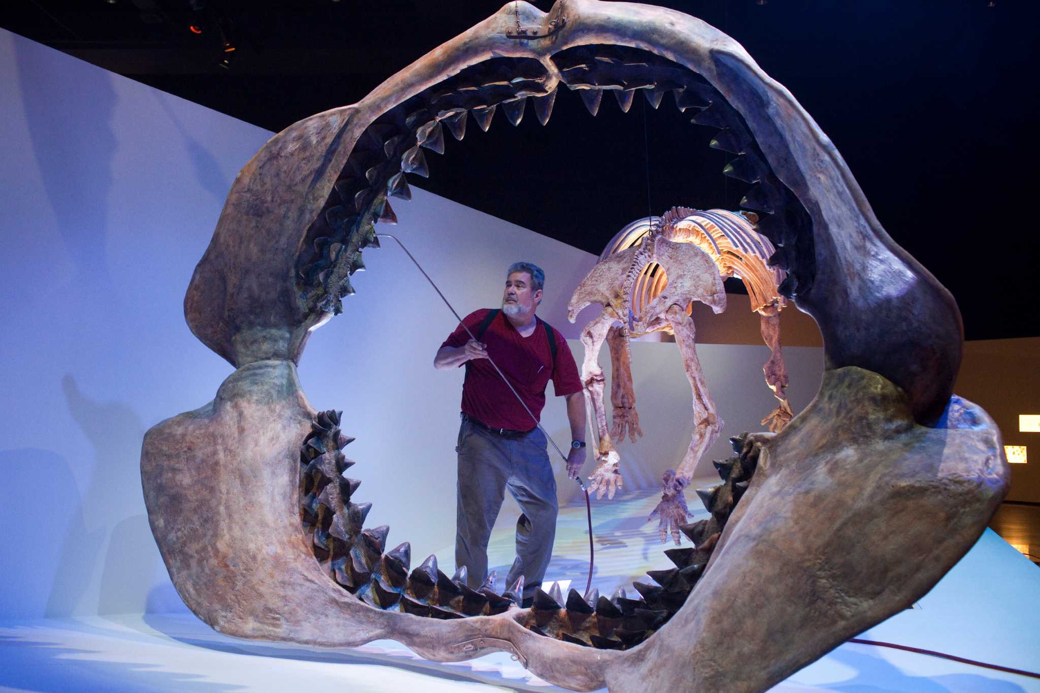 Была настоящим чудовищем: дайвер нашел огромный зуб акулы-мегалодона (фото)