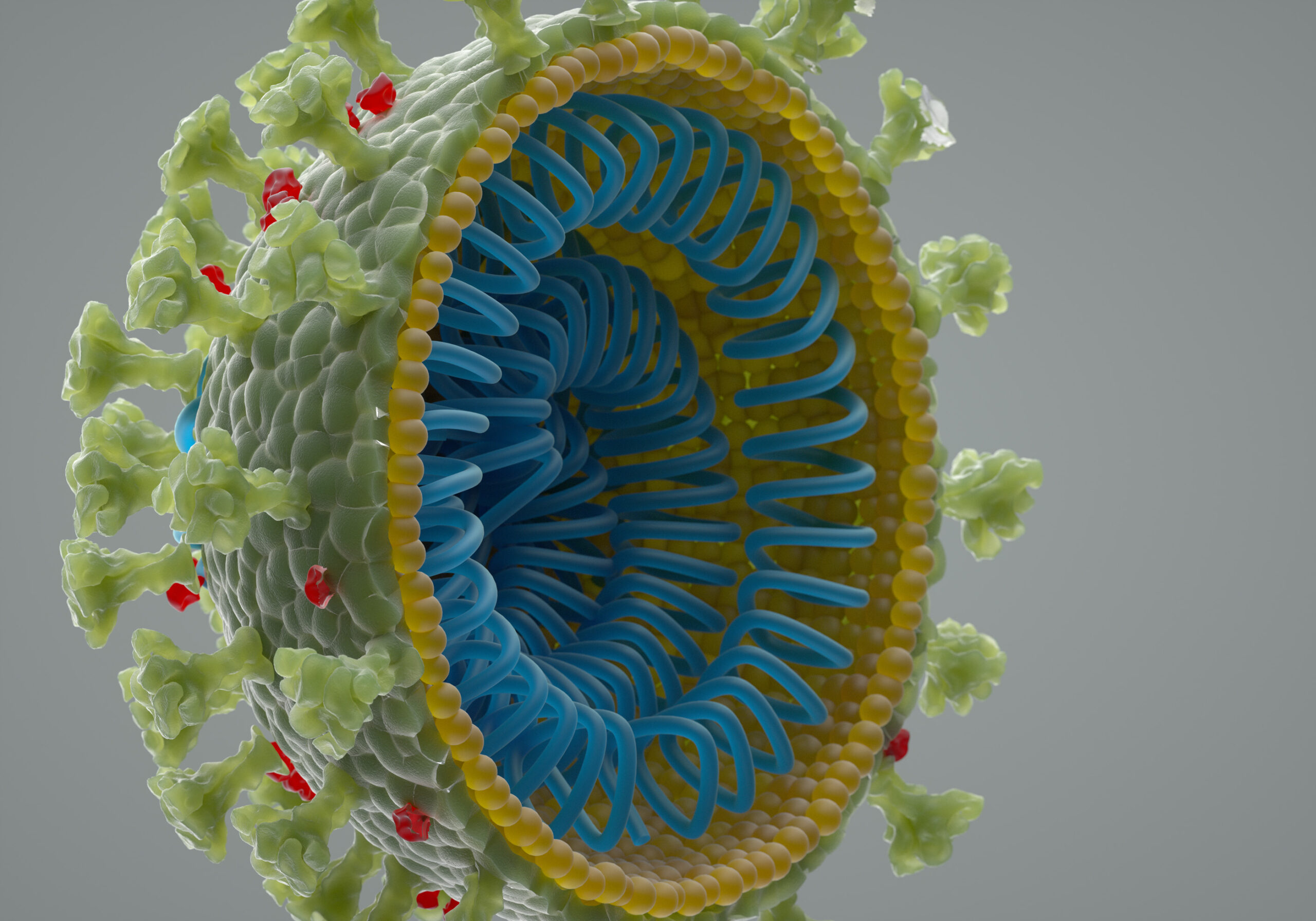Цифровое изображение коронавируса