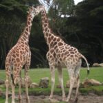 Оказалось, жирафы, которые заводят друзей, живут дольше