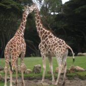 Более общительные самки жирафов живут дольше / ©alex roberts