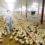 В России подтвердили первые случаи заражения человека птичьим гриппом H5N8