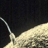 Сперматозоид и яйцеклетка во время оплодотворения / ©Wikipedia